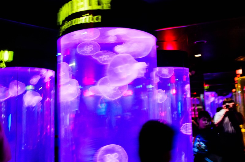 Mystical Jellyfish Display