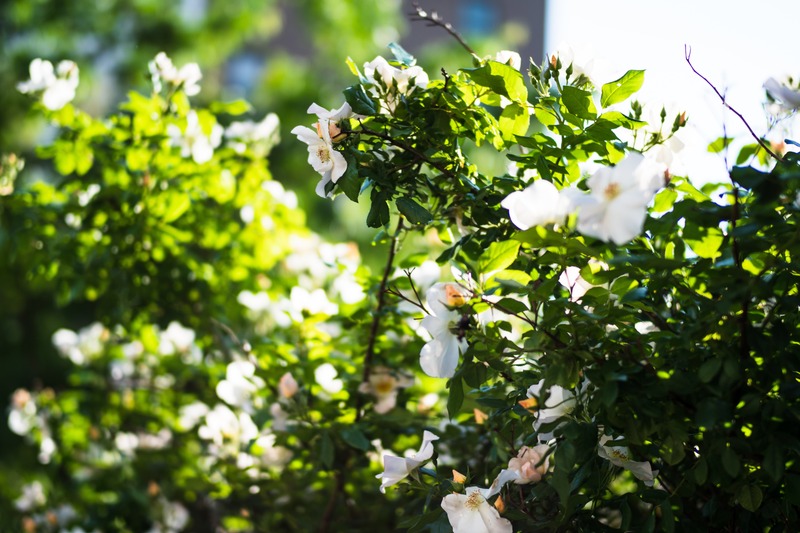 Whispers of Blooming Light