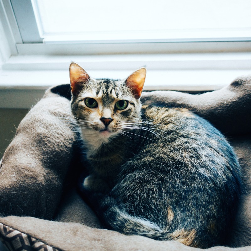 Serene Feline Presence