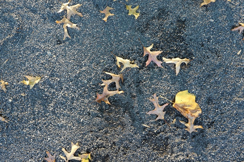 Autumn's Subtle Embrace