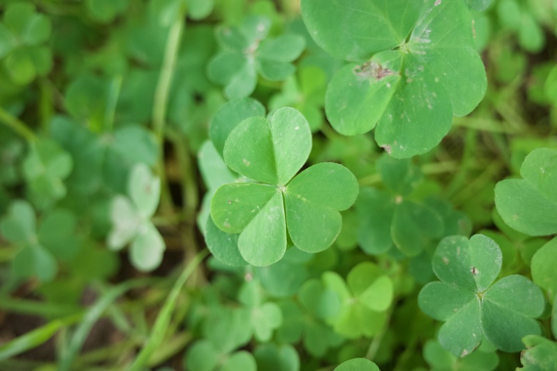Lush Green Fields of Luck