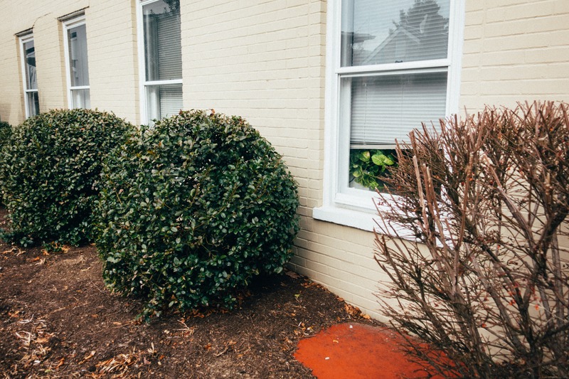 Verdant Curves by the Window