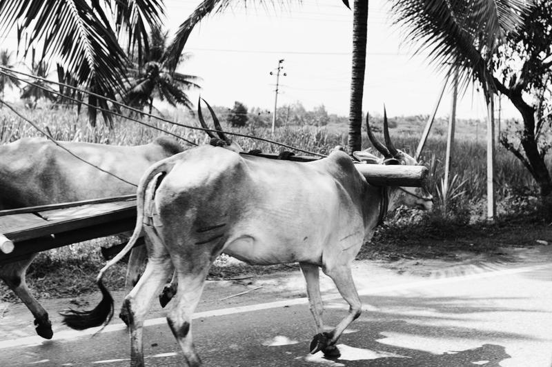 Rural Journey in Monochrome