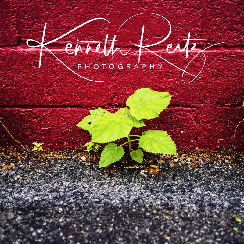 Resilience Against Red Walls