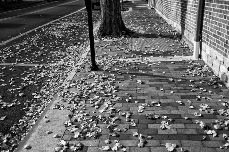 Autumn's Silent Embrace