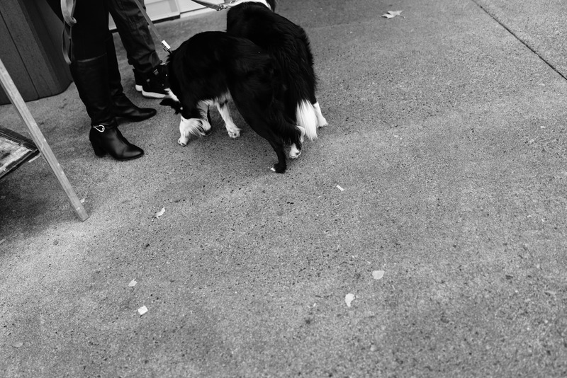 Urban Companion Moments