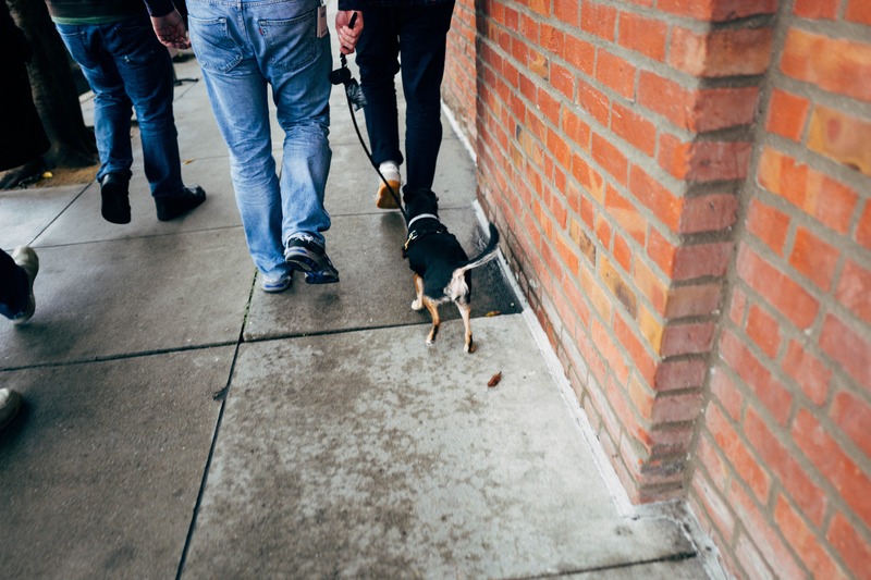 Urban Stroll with a Dog