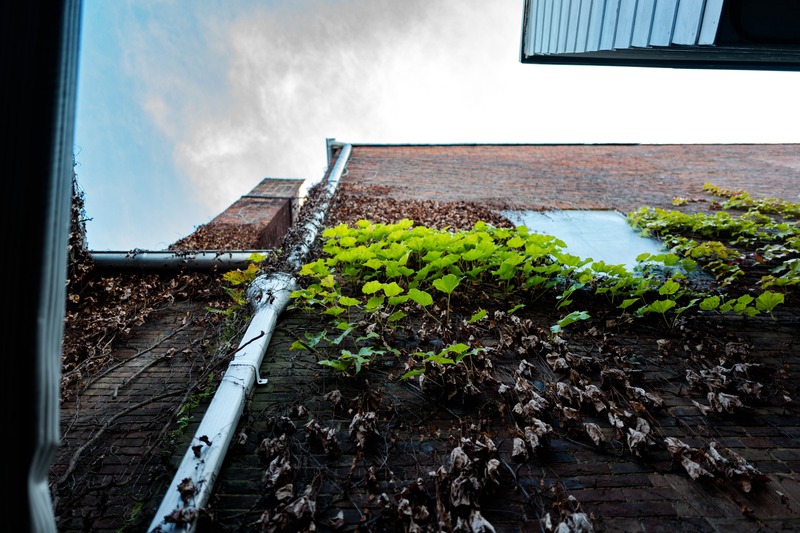 Urban Life vs. Nature