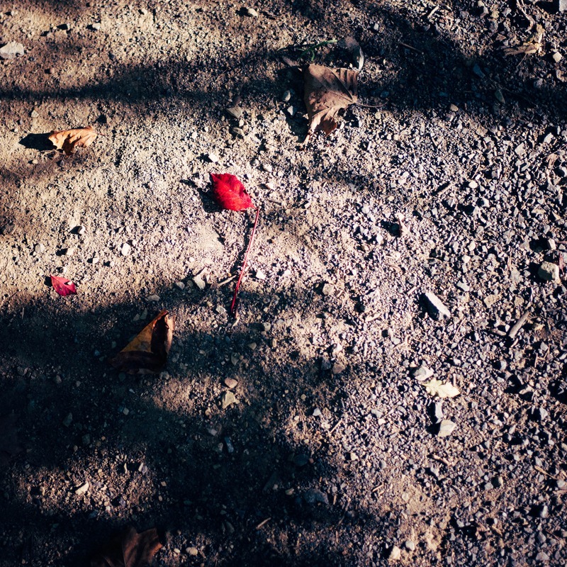 Fleeting Nature's Palette