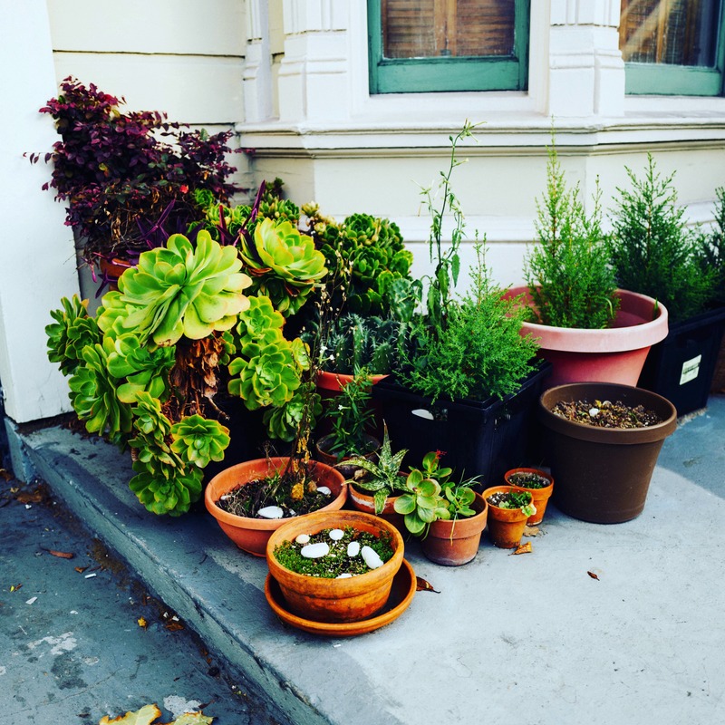 Urban Oasis of Greenery