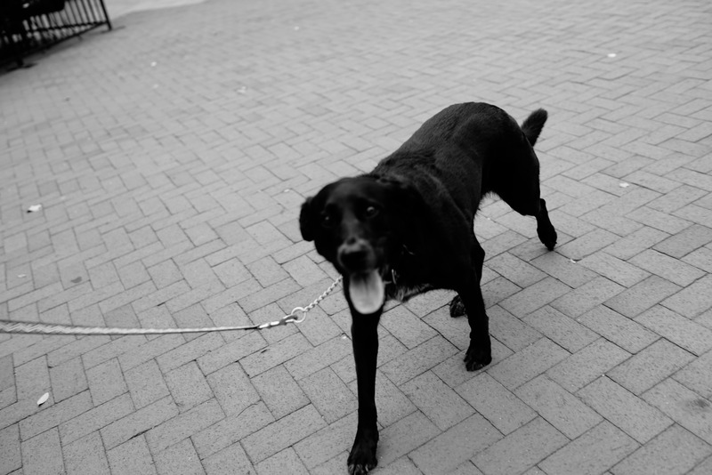 Joyful Canine Encounter