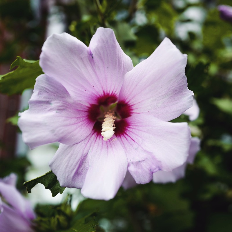 Delicate Blossom in Nature