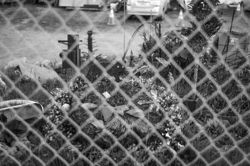 Resilient Greenery Behind Barriers