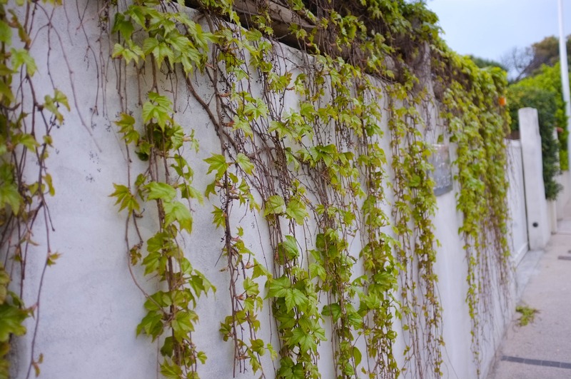 Nature's Embrace on Concrete