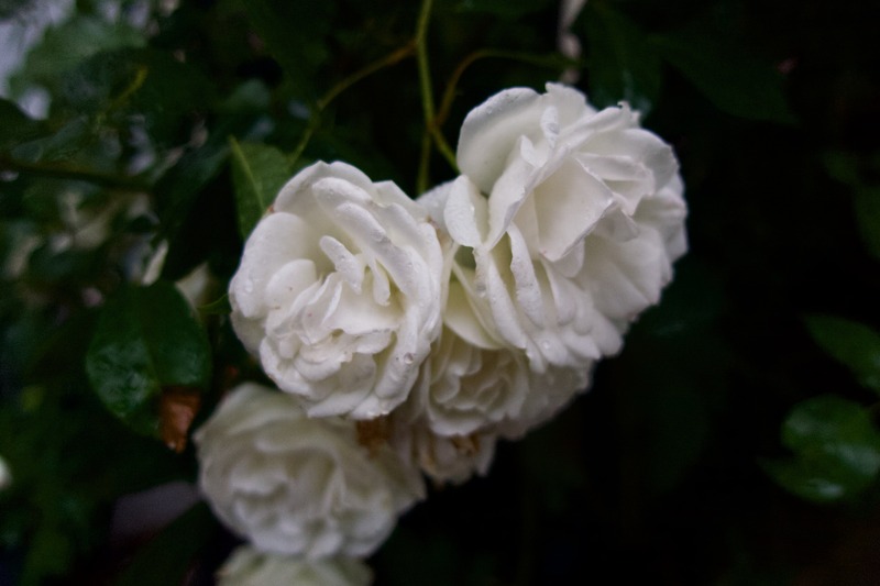 Delicate White Blooms