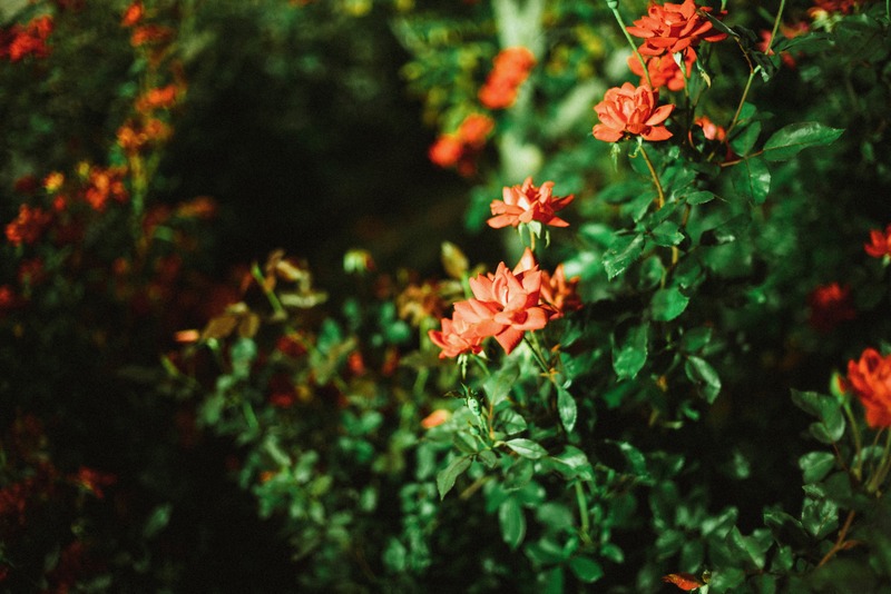 Whispers of Autumn Blooms