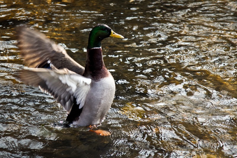 A Duck's Dance on Water
