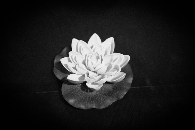 Serene Lotus Blossom