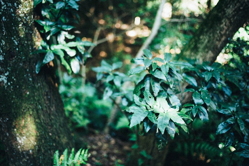 Whispers of the Forest