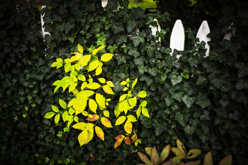 Bright Contrast in Greenery