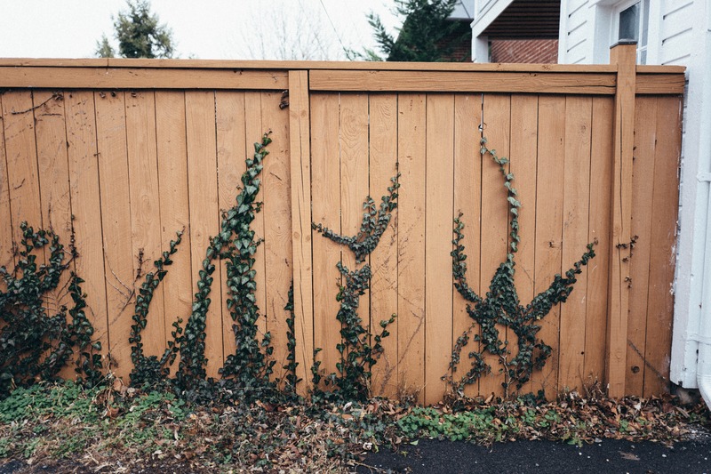 Nature's Embrace on Wood