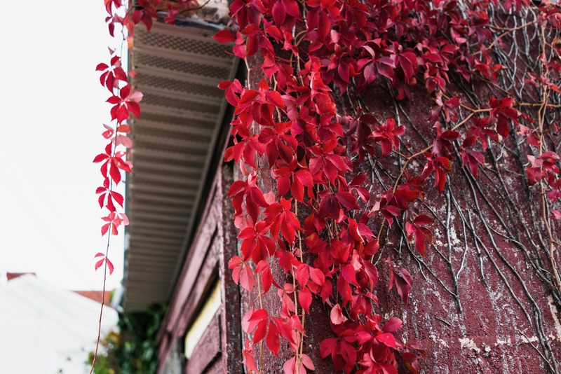Crimson Vines on Weathered Walls