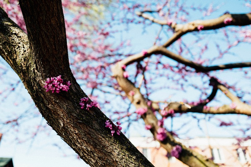 Blossoms in the Breeze