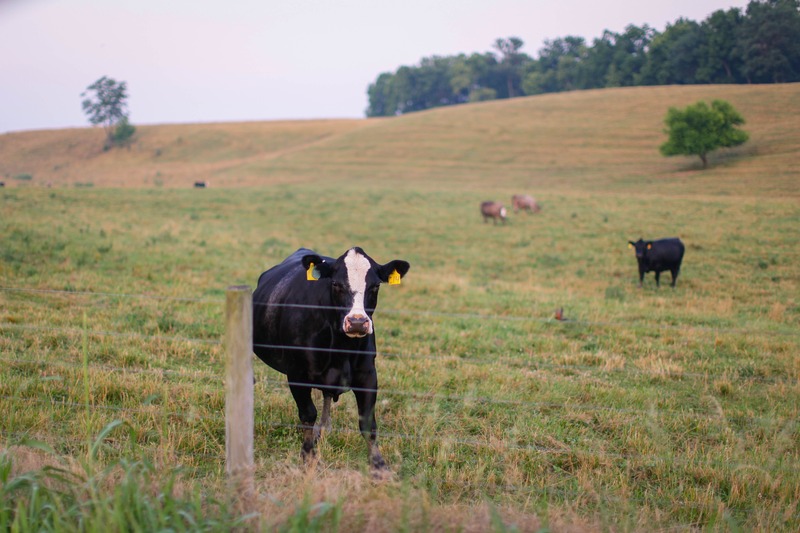 Serene Pastoral Scene
