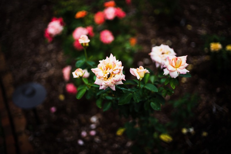 Whispers of Blooming Joy