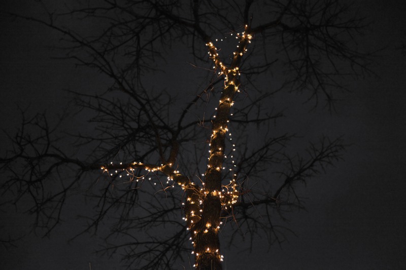 Enchanted Nightscape