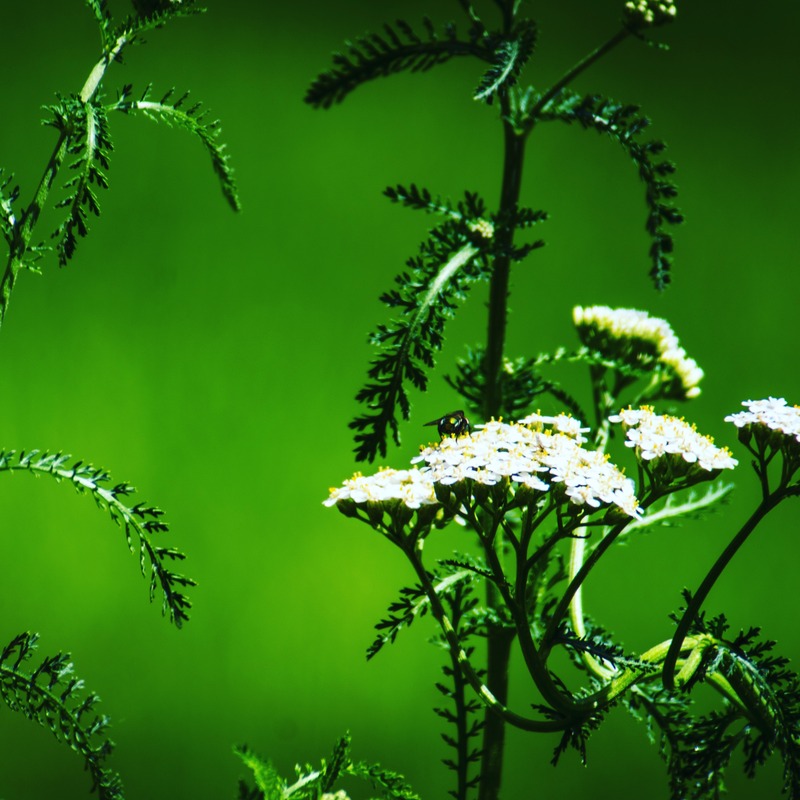 Nature's Quiet Symphony