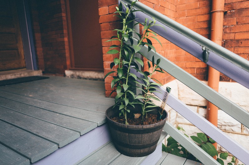 Greenery by the Steps