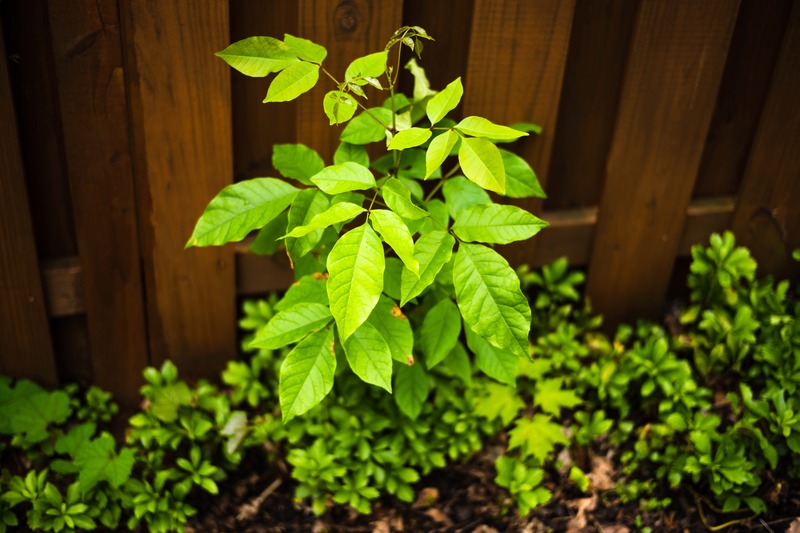 Vibrant Life Against Wood
