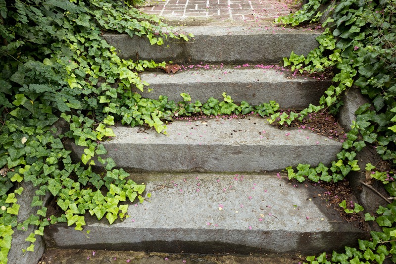Nature's Embrace Over Steps