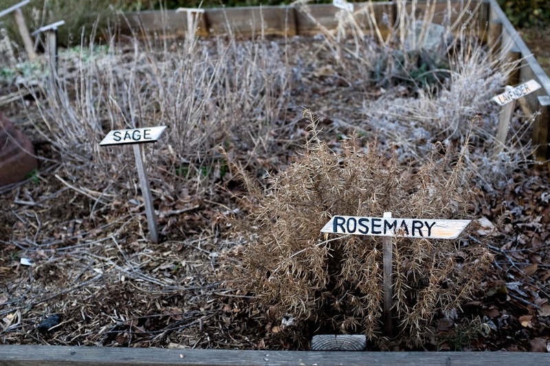 Whispers of a Winter Garden