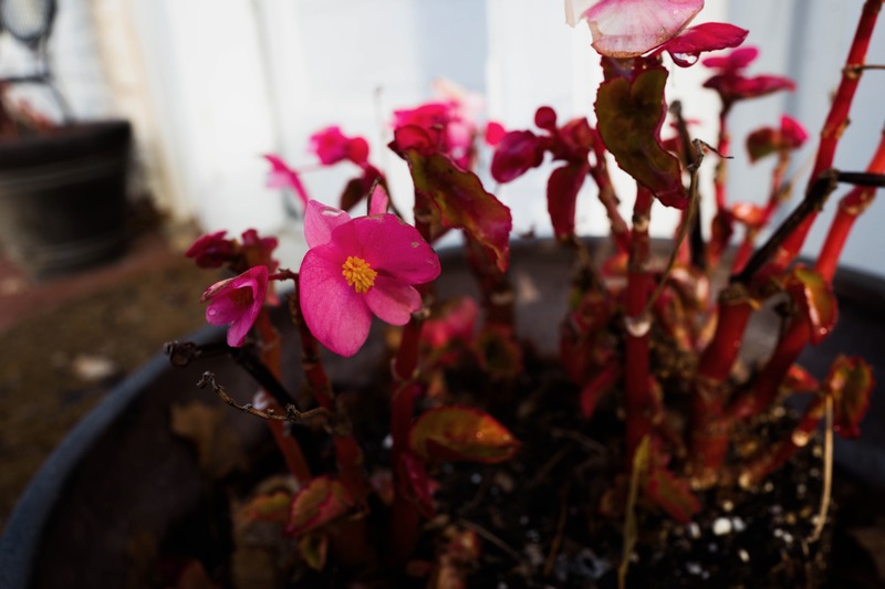 Vibrant Begonia Blooms
