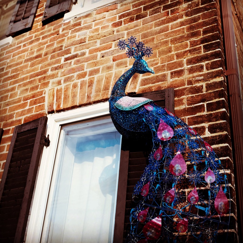 Whimsical Peacock Display