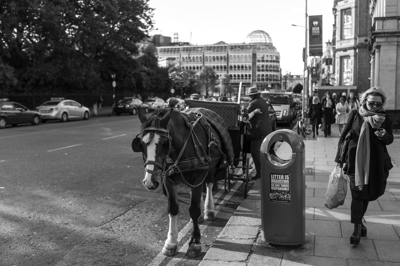 Urban Contrast: Horse and City