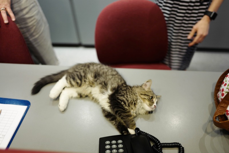 Lazy Office Companion