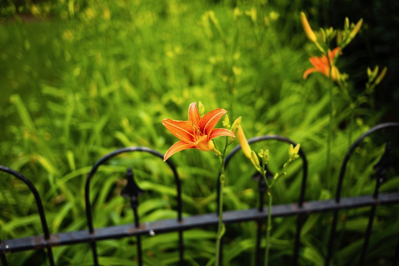Vibrant Blossom in Green Fields