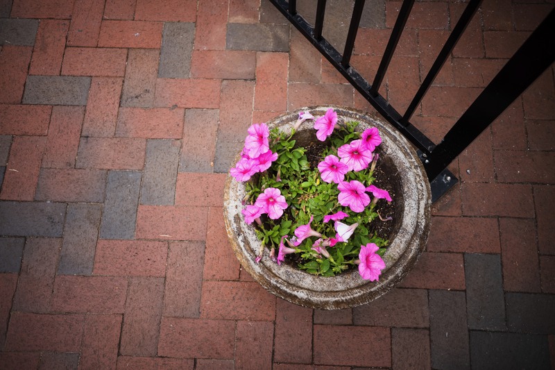 Vibrant Oasis in Stone