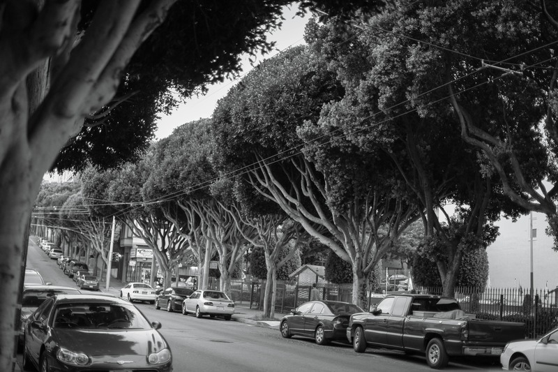 In the Shade of Silence