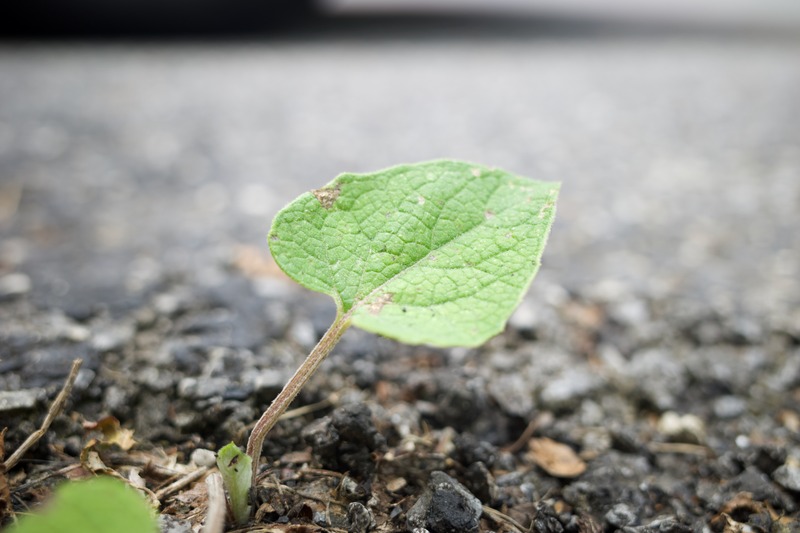 Resilience of Nature