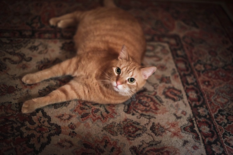 The Relaxed Ginger Cat