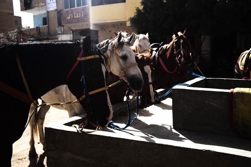 Gathered Steeds in Sunlight