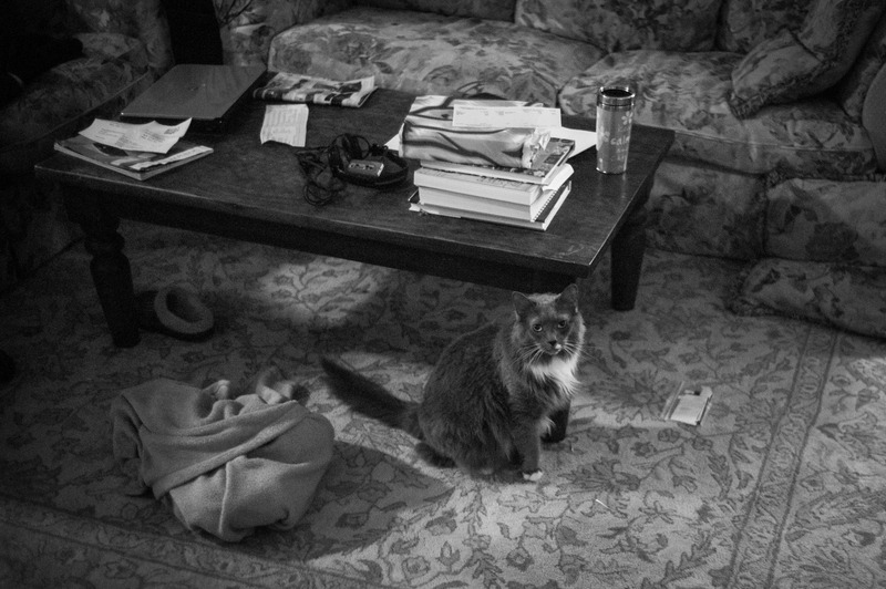 Quiet Domestic Scene