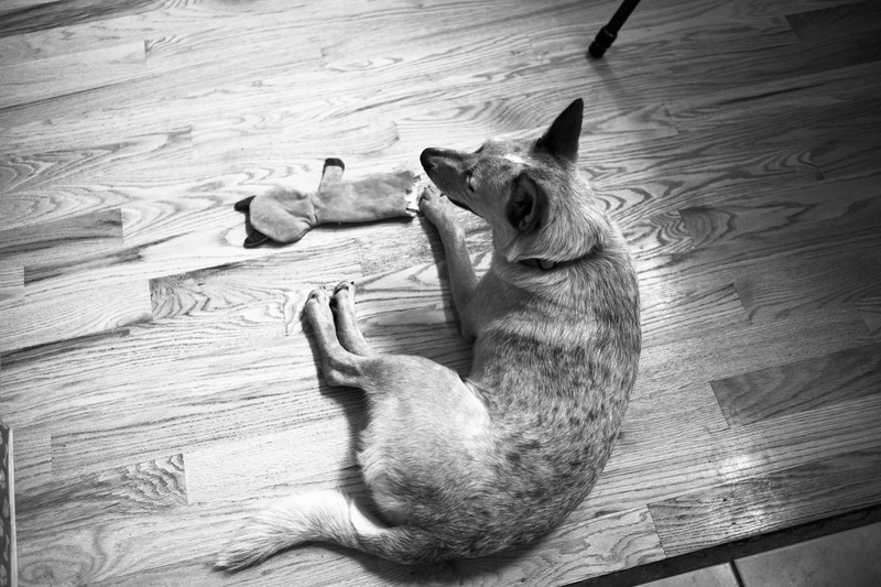 Contemplative Canine Companion