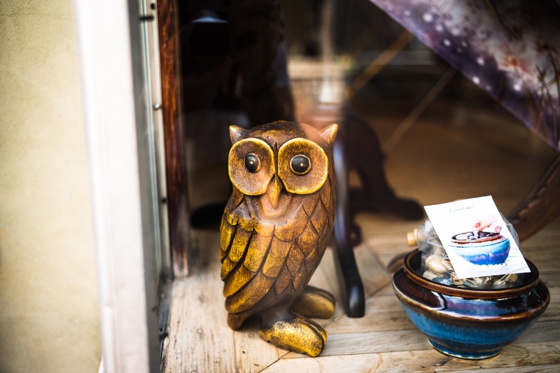 Owl in the Shop Window