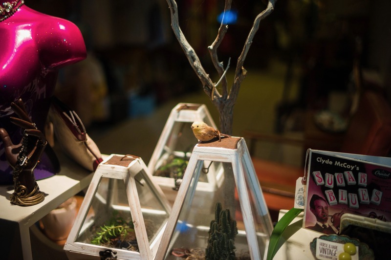 Whimsical Curiosities