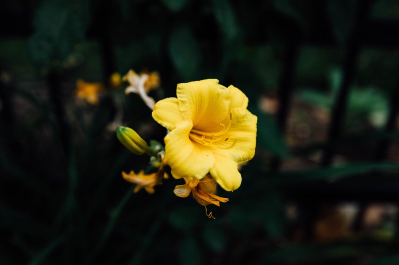 Radiant Yellow Bloom